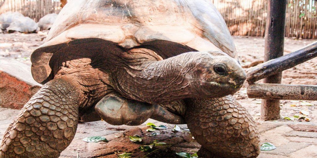 ZTrans - Best Zanzibar taxi and tours - Must visit on Zanzibar 04