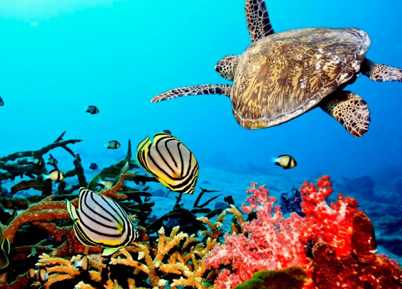 ZTrans - Taxi and Tours - Zanzibar Safari blue tour 02