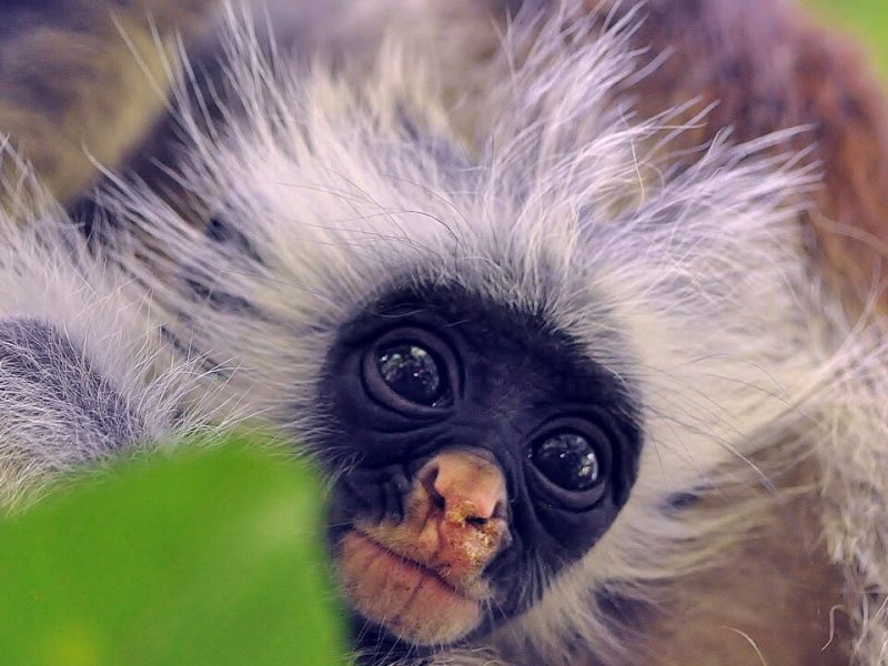 ZTrans - Jozani forest tour