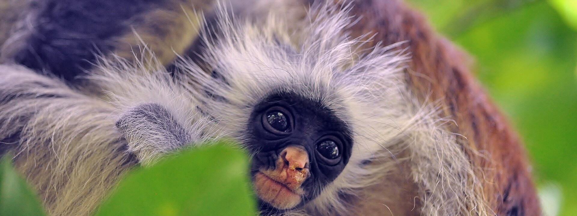 ZTrans - Jozani forest tour