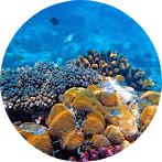 ZTrans - Snorkel and diving tours